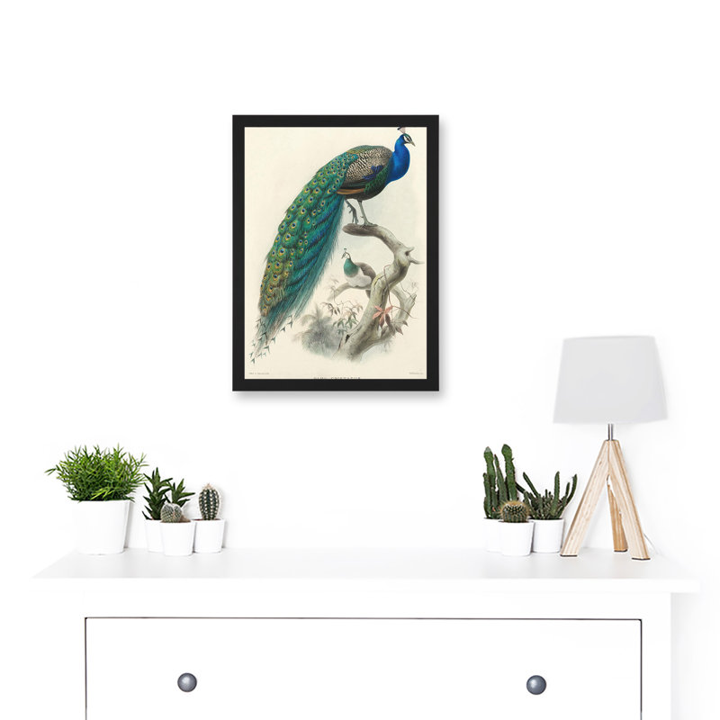 Animal Peacock Bird Scientific Pavo Cristatus 1 Piece Single Picture Frame Wall Art, 9.21''W x 12.72''H