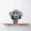 Hortensia-495532170