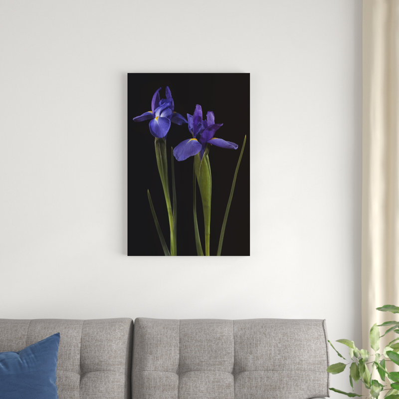 Iris sur fond noir II, H 30 po x l 20 po