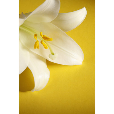 Easter lily on yellow background 169975121