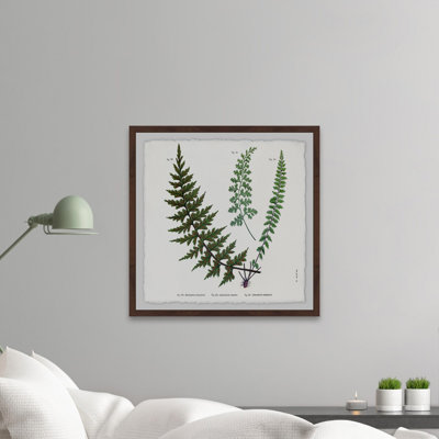 Plant Study 2 " Indian Ferns "