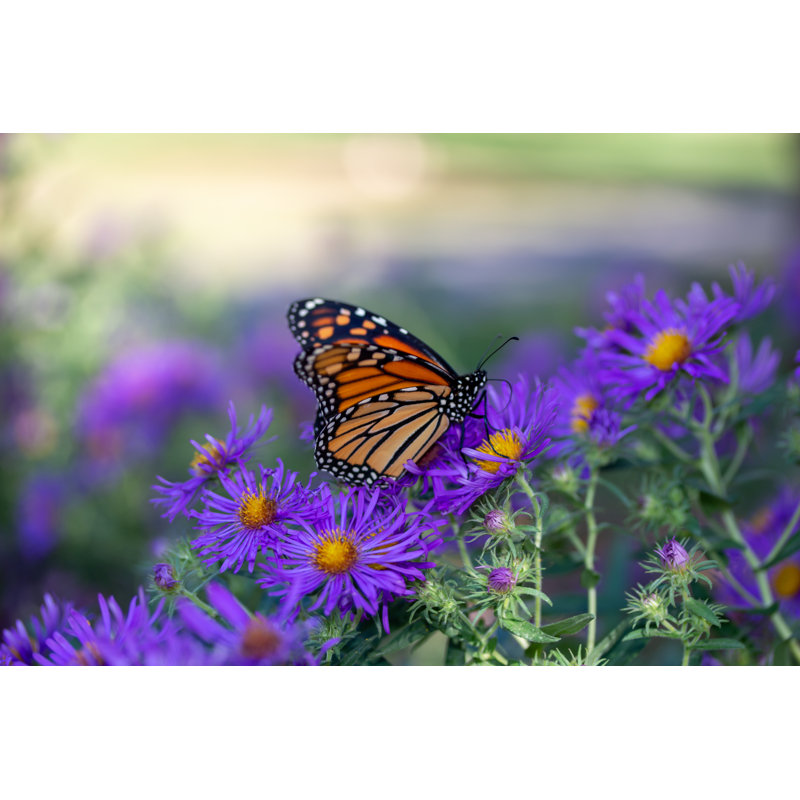 Monarch Butterfly - Wrapped Canvas Print, 81cm H x 122cm W x 3.8cm D