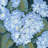 Blue Hydrangeas II by Timothy O' Toole - Wrapped Canvas Painting-1836849919