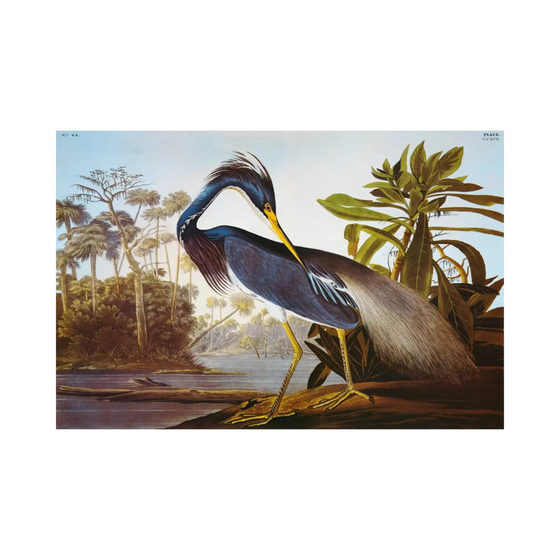 Louisiana Heron From "Birds Of America" by John Audubon - Painting on Canvas, 101.6 cm H x 66.04 cm W x 1.91 cm D, No Frame