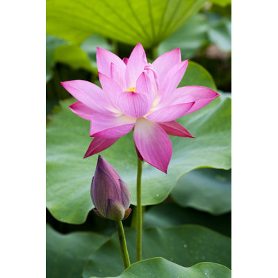 Purple Lotus Flower Bloom Print