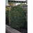 Aaryn 150 - Bulb 432'' Plug-in Mini String Light-2012314555