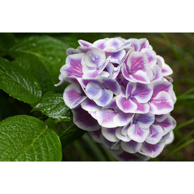 Reproduction d'affiche sur un jardin de fleurs à l'ombre, "N Bows Hydrangea", par Issaquah, Washington State USA, par Janet Horton (24 x 18) # US48JHO1284