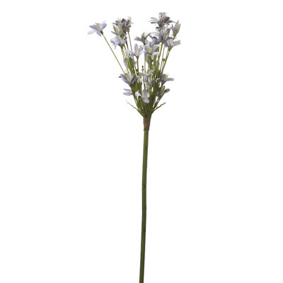Tige agapanthus