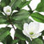 Magnolia artificiel en pot-526409312