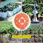 Ensemble d'outils de jardinage