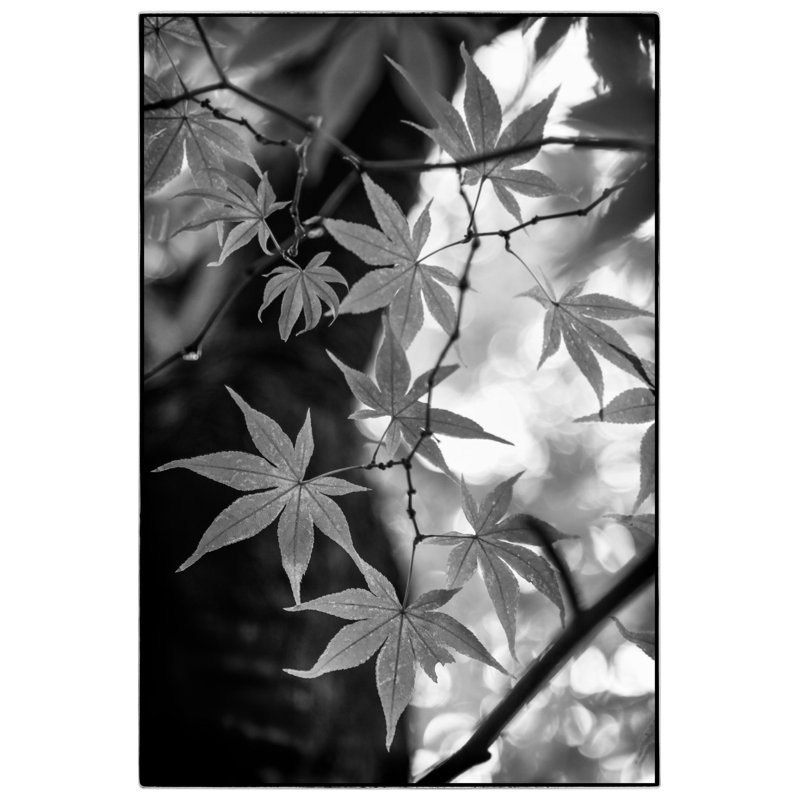 Japanese Maple - Picture Frame Photograph, 47" H x 33" W, Natural Framed