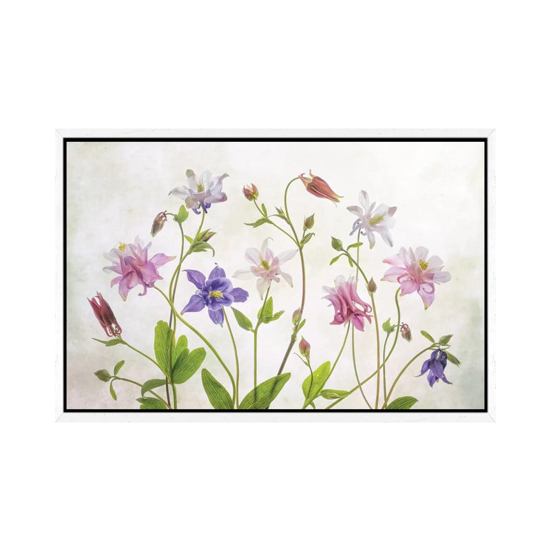 Columbine 1 Piece Wall Art on Canvas, 45.72cm H x 66.04cm W x 3.81cm D, White Framed