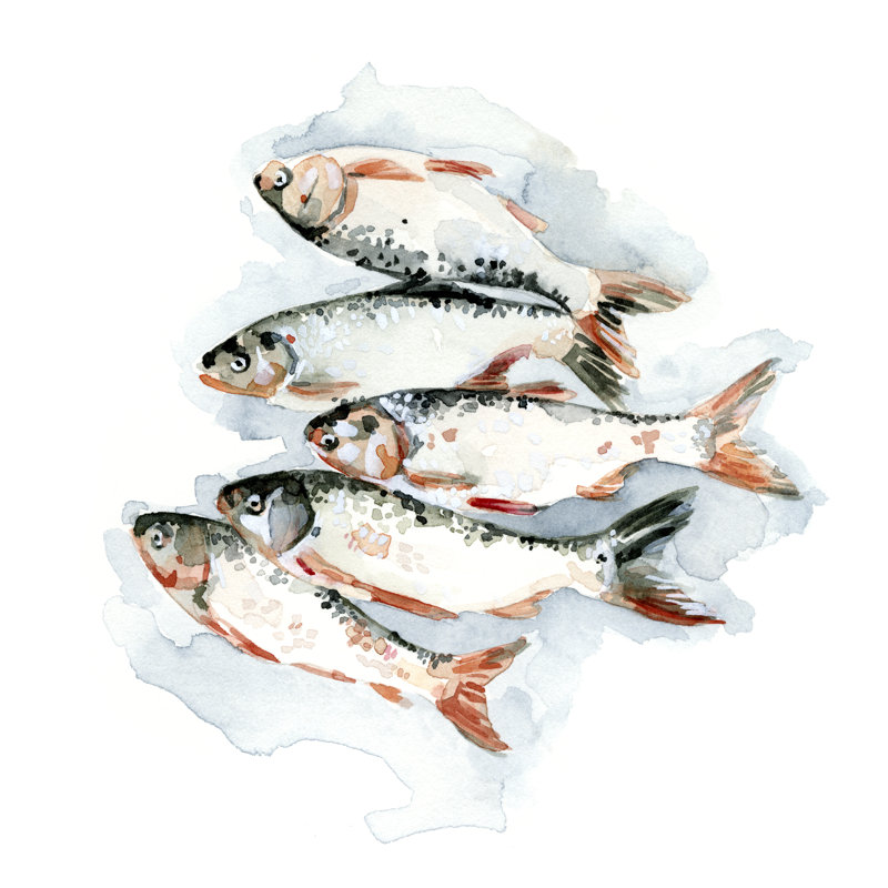 Seafood Snack II by Emma Caroline - Wrapped Canvas Painting, 76cm H x 76cm W x 3.8cm D