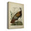 - Toile tendue avec châssis de dinde sauvage de qualité supérieure Audubon - prête à être accrochée-1984366911