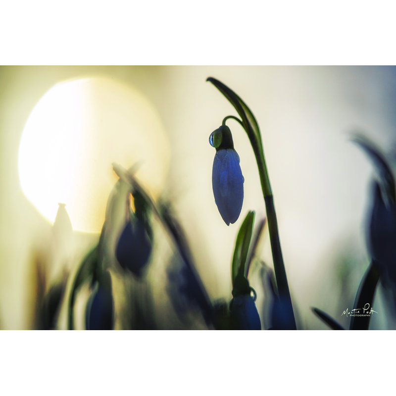 «Snowdrop» rétroéclairé par Martin Podt - impression, H 8 po x l 12 po, Toile tendue