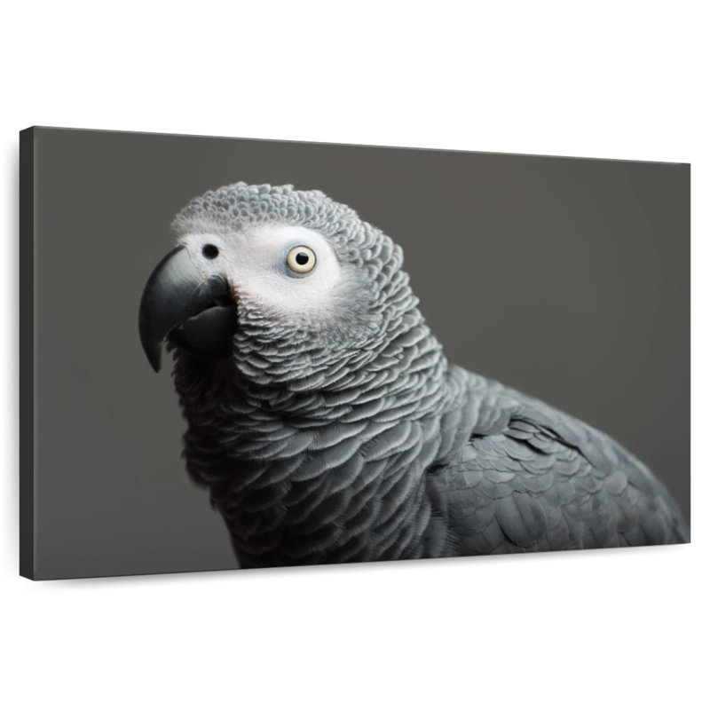 African Grey Parrot, 30" H x 45" W