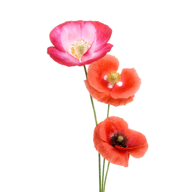 Wrapped Canvas Print, 50.8 cm H x 76.2 cm W