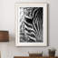 Zebra Colt - Photographie avec cadre photo-1635737487-1635737485