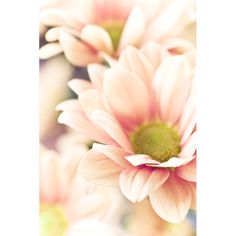 Chrysanthemum With Green Center by HeikeKampe - No Frame Print on Canvas, 76cm H x 51cm W