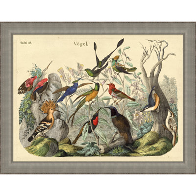 Vogels Aviary 2 Print