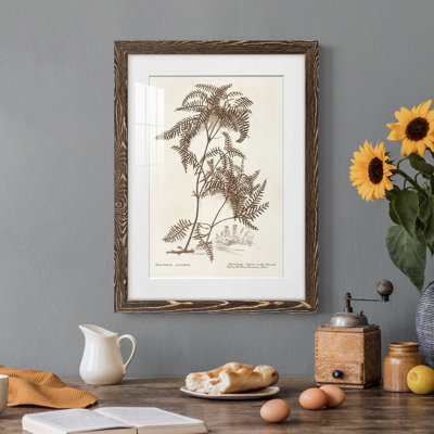 " Sepia Fern Varieties III "