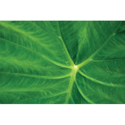 Green Leaf Texture - Wrapped Canvas Print