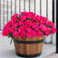 6 pièces rhododendron artificiel d'été décoratif-112898725