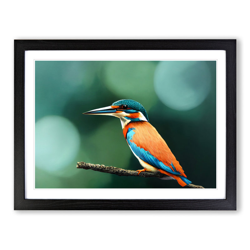 Splendid Kingfisher Bird - Framed Print, Black, 46cm H x 64cm W x 2cm D