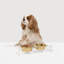 Small Clear Elevated Feeder with Gold Bowls-1306863167