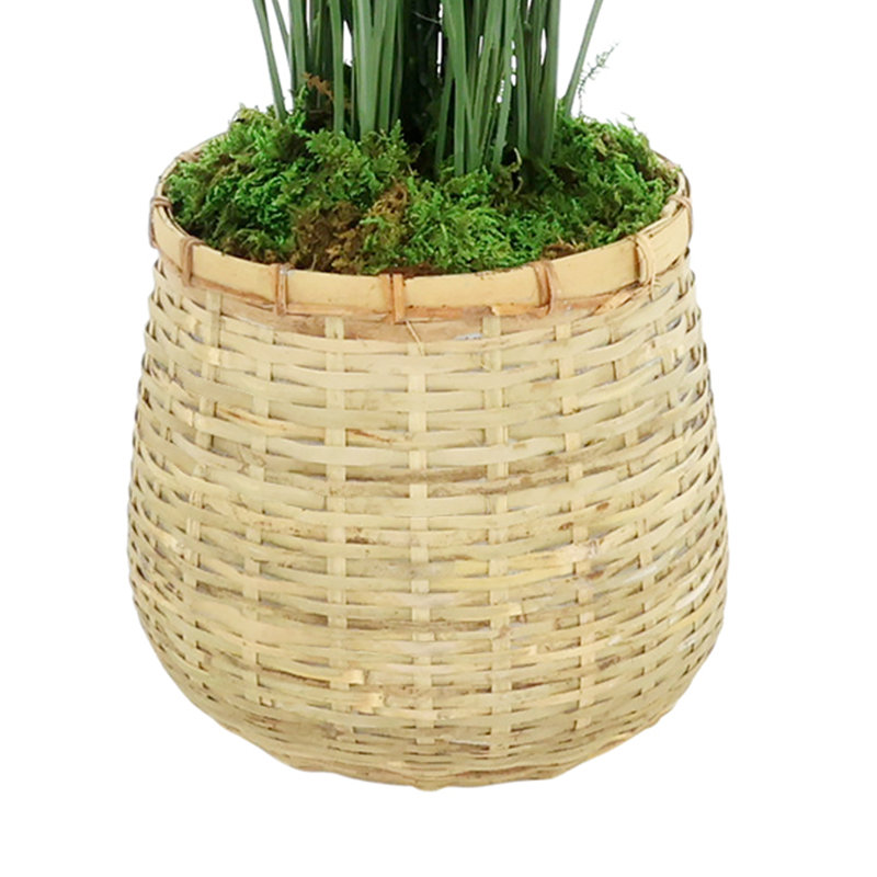 Herbe en pot de bambou