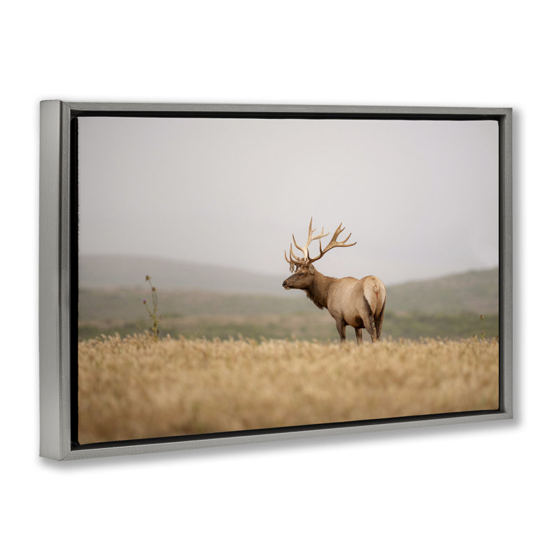  Photographie flottante «Tule Elk» par Crystal Lynn Collins, H 17 po x l 25 po, Cadre flottant gris lustré