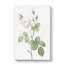 White Moss Rose by Pierre-Joseph Redoute - Wrapped Canvas Painting-55305282