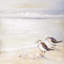 «Two Sandpipers on the Beach», art sur toile encadré gris
