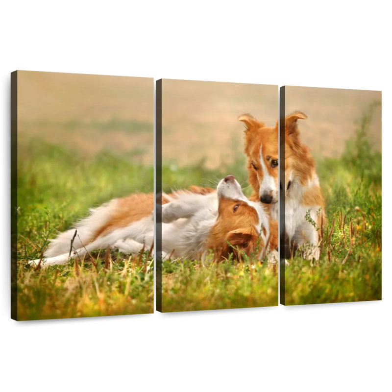 Brampt Border Collie Playtime, 24" H x 38" W