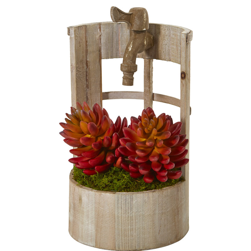Succulent de feuillage dans un pot de fleurs