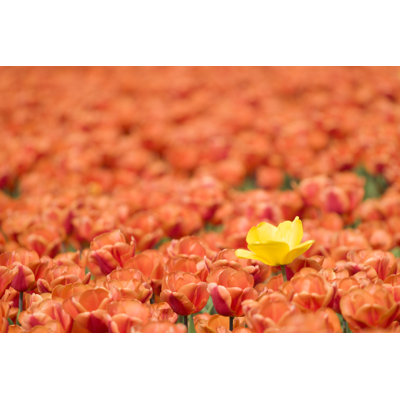 Field Of Tulips Flower by MMeewezen - Wrapped Canvas Print