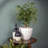 Leili Ceramic Pot Planter