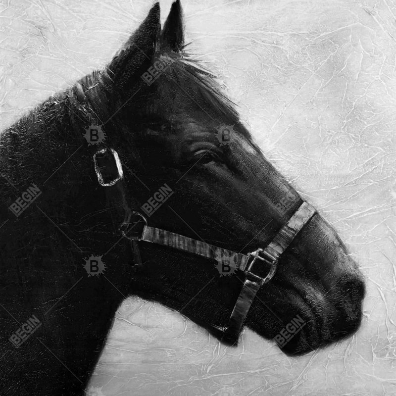 " Gallopin The Horse "