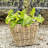 Square Tapered Planter With Plastic Insert