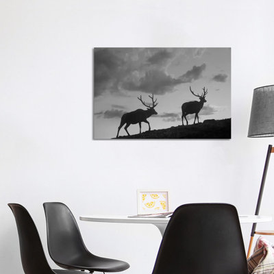Elk Bulls, Rocky Mountain National Park, Colorado - Wrapped Canvas Print