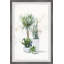 «Green Plants Shrub II», reproduction encadrée-1249546687
