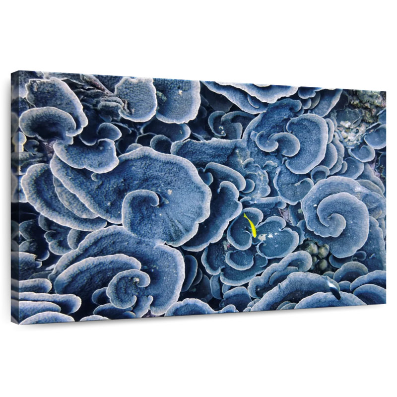 Corail bleu Brampt Beau Vallon