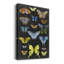 «Butterfly Taxonomie I», impression sur toile tendue-1681594823