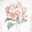 " Blush Hydrangea " Painting Print