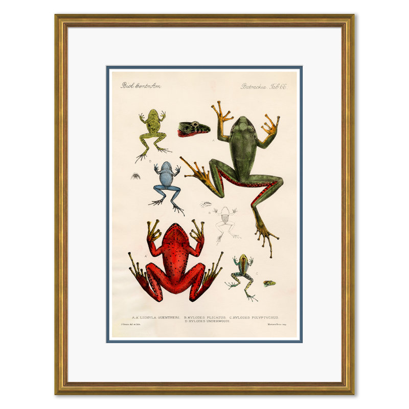 Frogs Giclee Print by Soicher Marin Archives