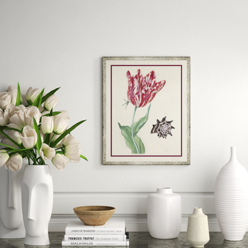 Flower, Seashell And Insect V Giclee Print by Soicher Marin Archives