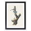 Red-Breasted Nuthatch Birds by John James Audubon - Picture Frame Painting Print-55598250-55598251