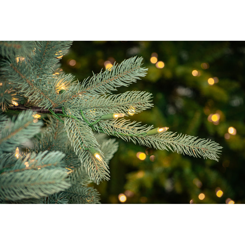 Ponderosa Fir Blue Tree with 800 Warm White LED