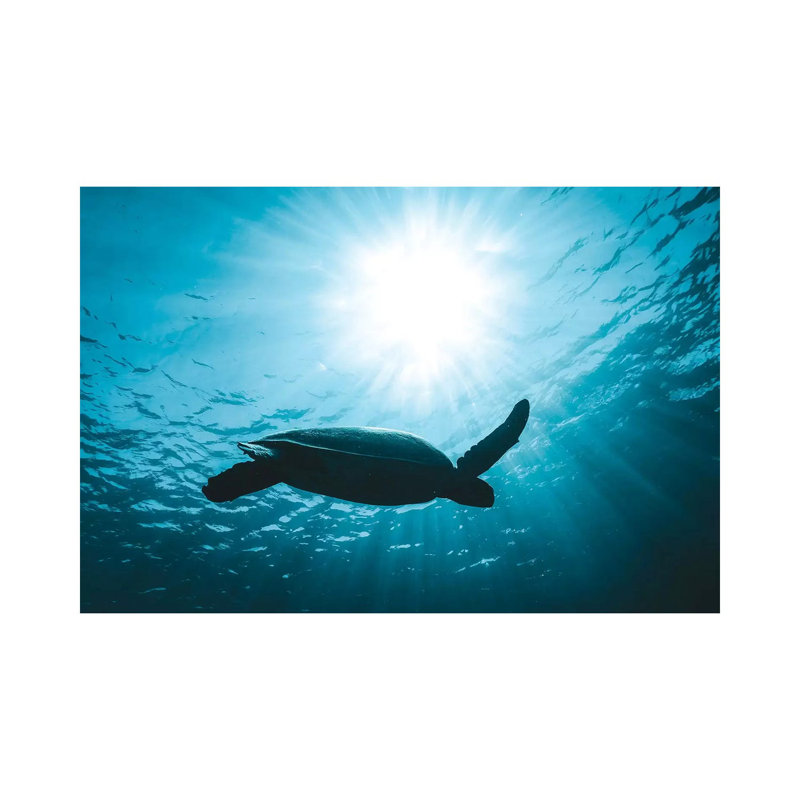 Turtle With Sun Rays by James Vodicka - Wrapped Canvas Gallery-Wrapped Canvas Giclée, 45.72cm H x 66.04cm W