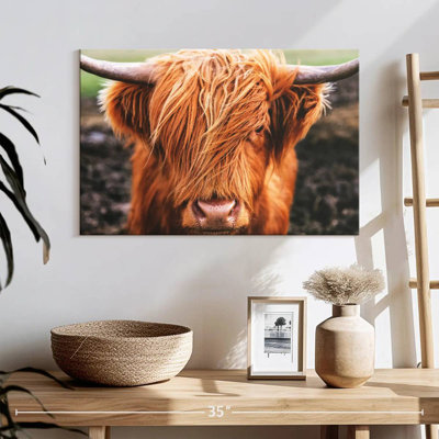 Frange Brampt Highland Cow